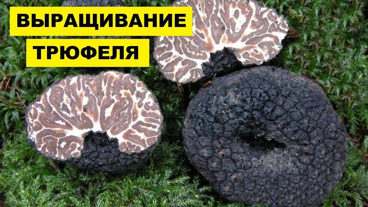 Как вырастить трюфели в домашних условиях - agroflora.ru