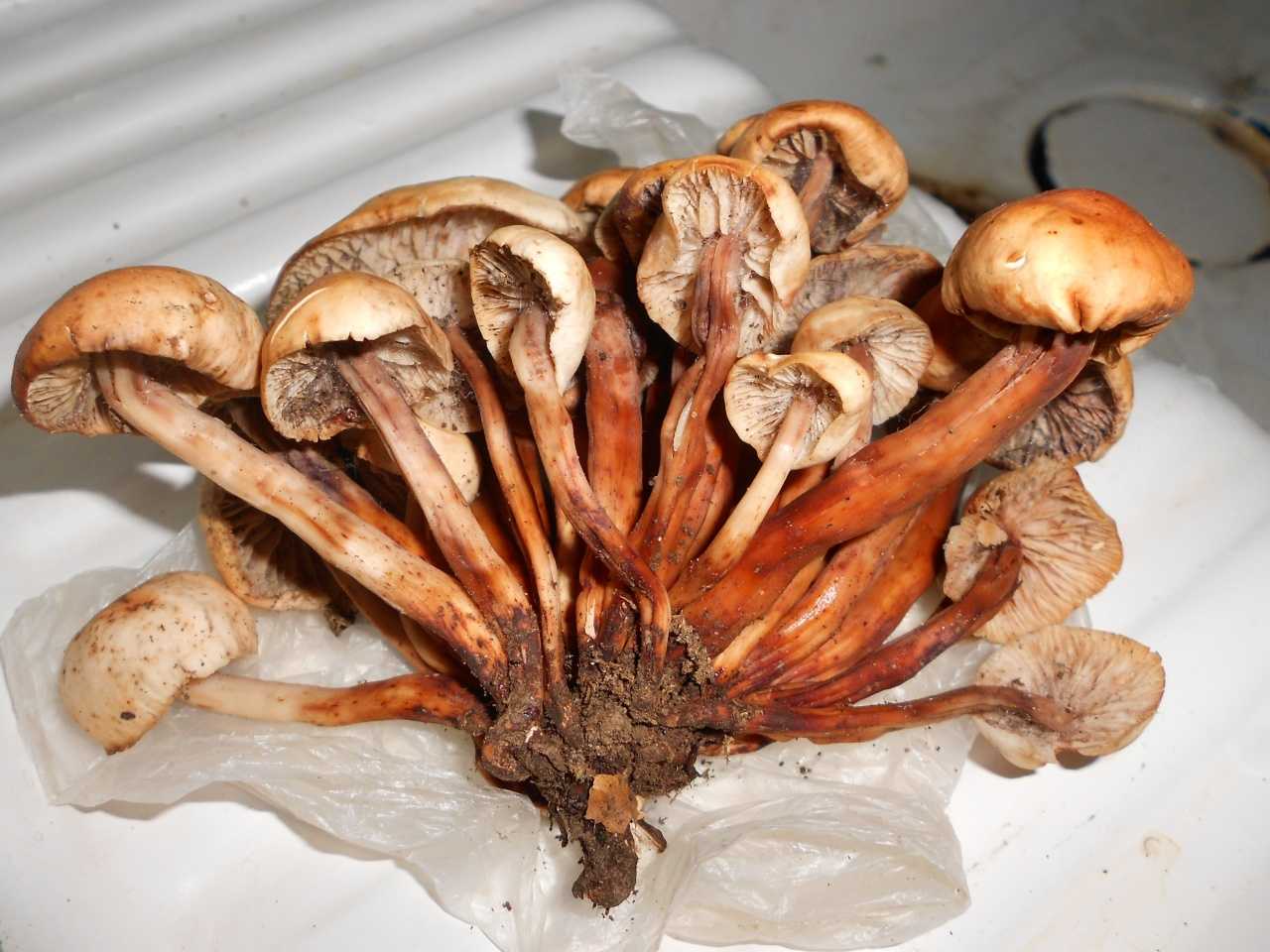 Коллибия веретеноногая – кучно растущий гриб