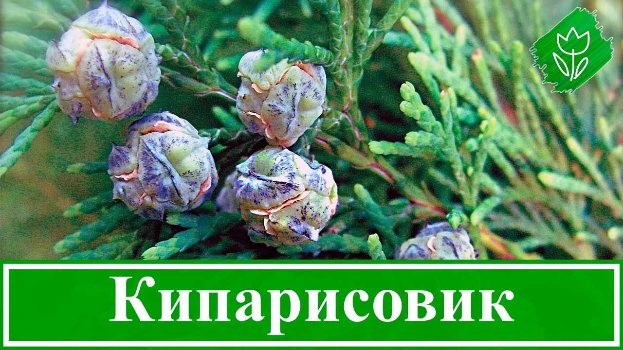 Сосна крымская: описание и особенности выращивания