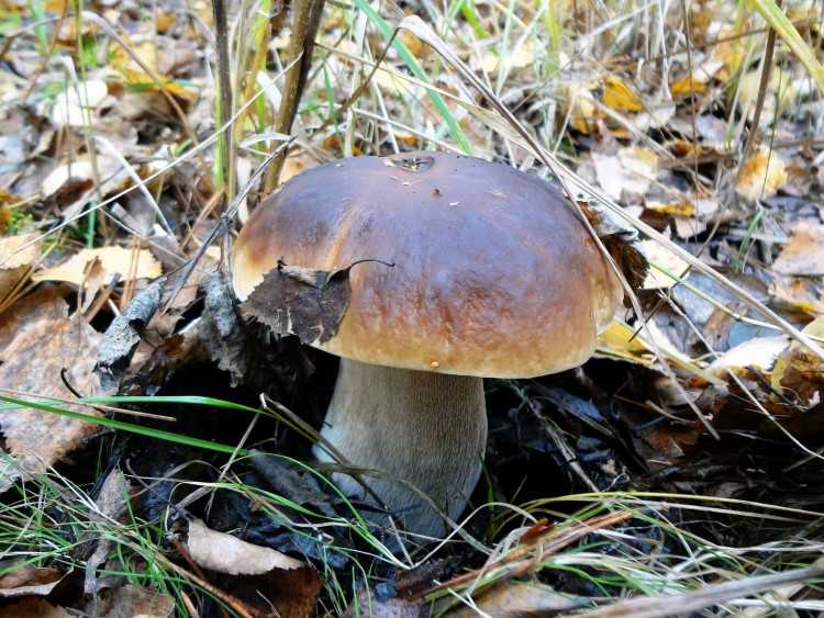Описание условно-съедобных грибов с фотографиями: характеристики грибов, синонимы, отзывы