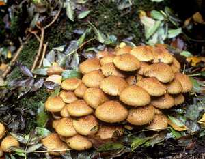 Чешуйчатка тополёвая (hemipholiota populnea) –  грибы сибири