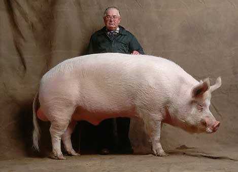 Порода свиней йоркшир: особенности, уход, кормление и правила разведения