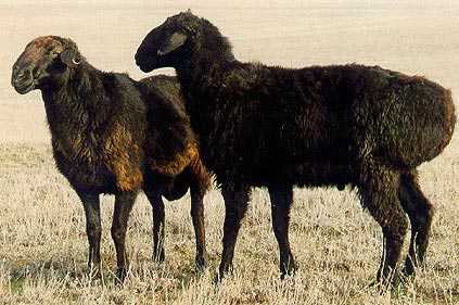 Эдильбаевская порода овец. отзывы, описание фото и видео
