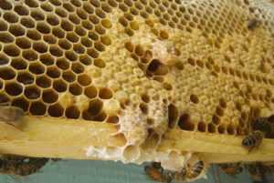 Календарь пчеловода июнь, время роения пчёл