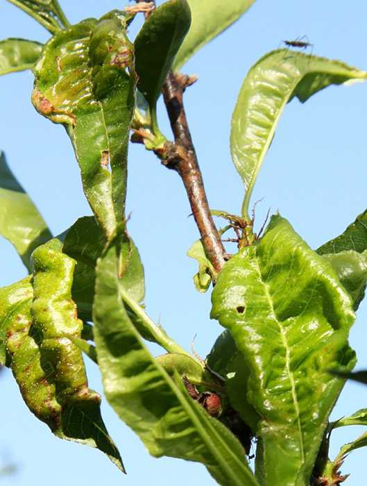 Чем и как обработать персик весной от болезней и вредителей: схема обработки и препараты