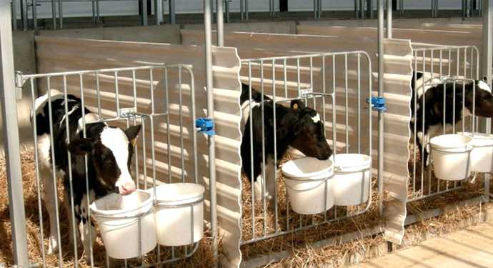 Стойлово-выгульная система содержания крупного рогатого скота