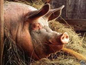 Энтеропатия (илеит) свиней - болезни свиней