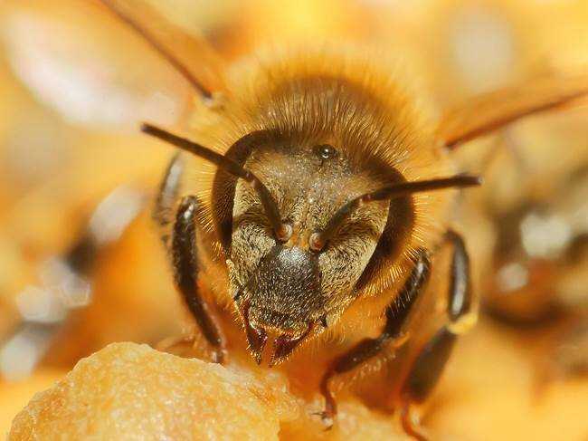 Описание пчёл-убийц