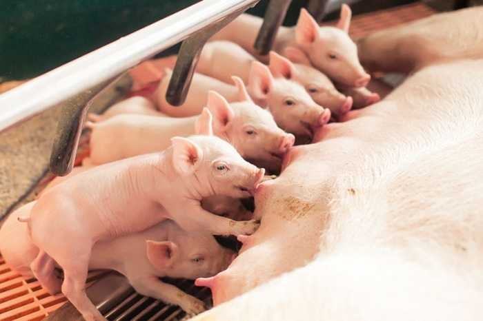 Термины свиноводства — свиноводство