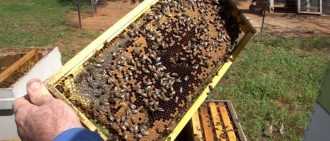 Пчелиное воровство: что делать, когда уже началось и как предотвратить – med-pochtoi.ru