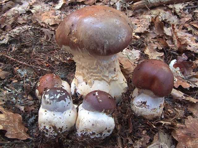 Описание съедобных и несъедобных фиолетовых грибов