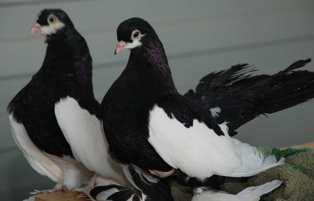 Обзор статных голубей, разновидности, тонкости разведения, фото и видео