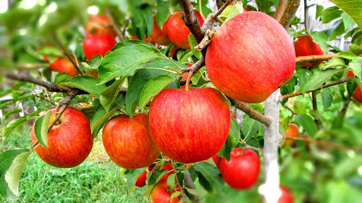 Посадка яблонь саженцами осенью и весной: пошаговая инструкция