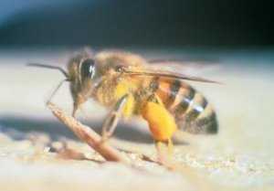Африканизированные пчелы-убийцы — 4 лапки