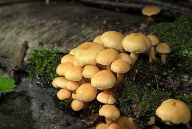 Коллибия желтопластинчатая (гимнопус желтопластинчатый, gymnopusocior): как выглядят грибы, где и как растут, съедобны или нет