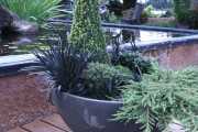 Хвойные растения для сада и дачи: каталог растений с описаниями