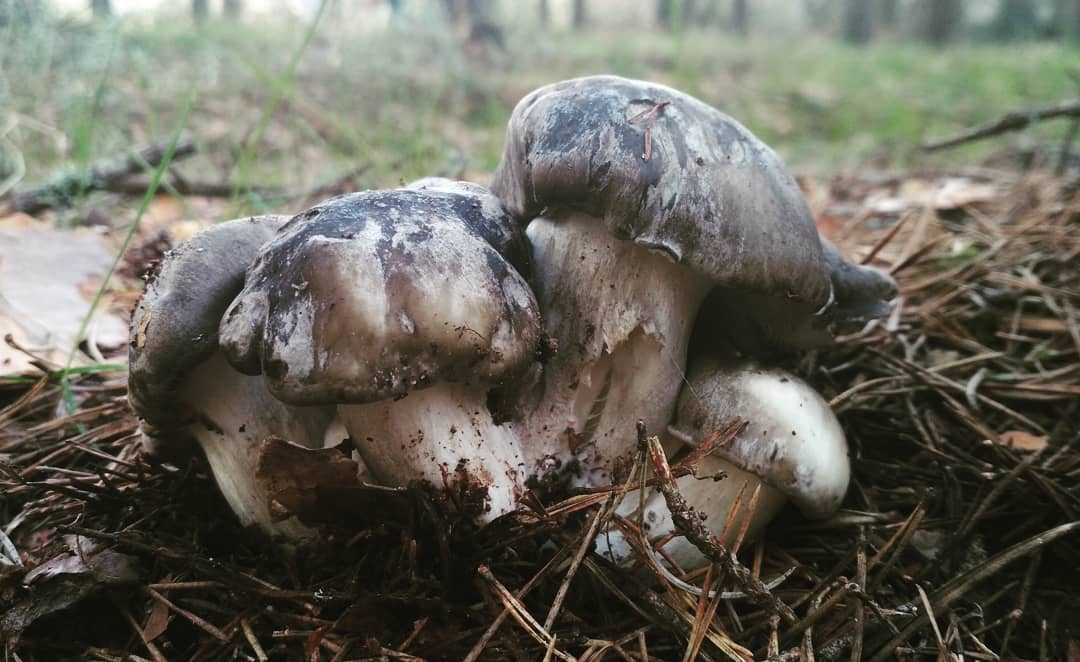 Гигрофор ранний – гриб из-под снега