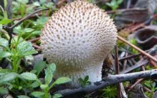Головач гигантский: внешний вид гриба, описание