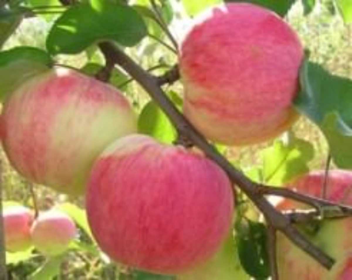 Яблоня краса свердловска: описание и характеристика сорта