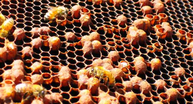 Аскосфероз пчел: профилактика и лечение химическими и народными средствами