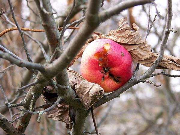 Как и чем опрыскивать сад осенью: средства для осенней обработки плодовых деревьев, советы опытных садоводов