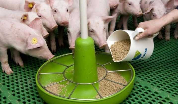 Нормы расхода кормов для свиней на голову | сайт зоотехников