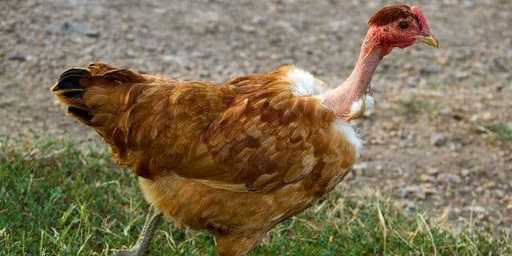 Куры голошейки (19 фото): описание голошейной породы, выращивание цыплят, отзывы