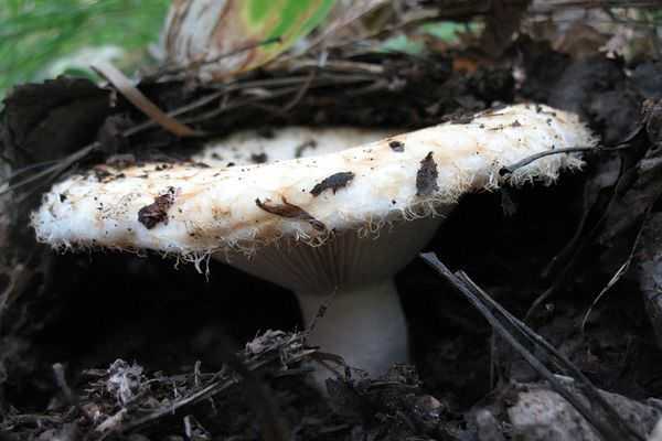 Где искать грибы сыроежки и как их узнать