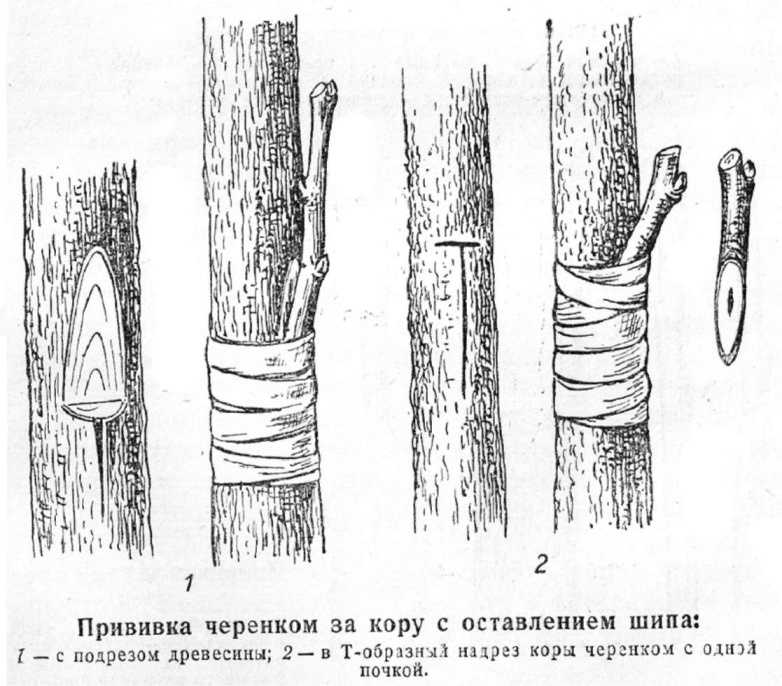 Что можно привить на шелковицу: заготовка черенков, правила прививки на тутовое дерево