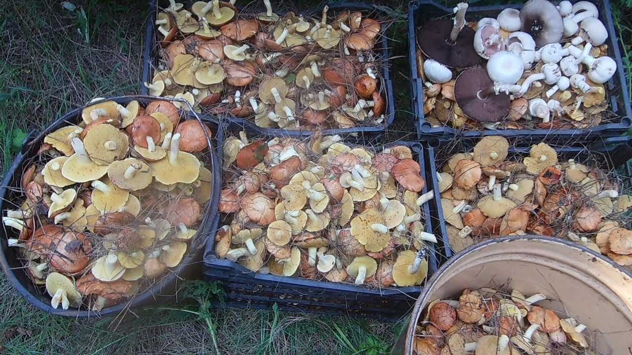 Червивые грибы: можно ли есть, причины появления и способы удаления червей, съедобные виды, не поражаемые вредителями, правила сбора грибов