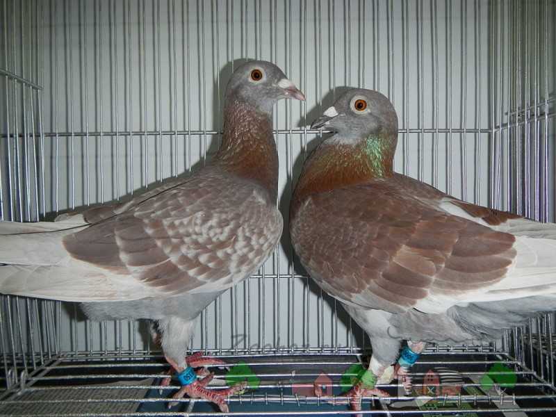 Секреты животного мира: почему не видно птенцов голубей и как они выглядят