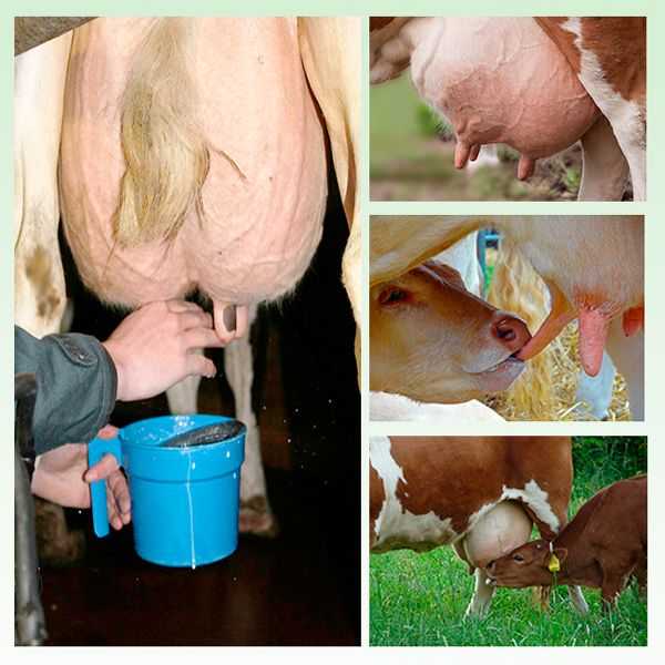 Когда можно пить молоко после отёла коровы