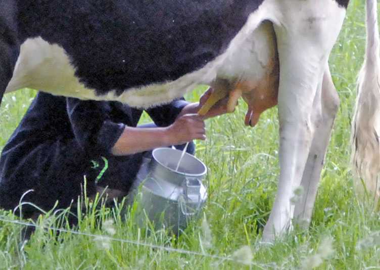 Доильный аппарат для коров
