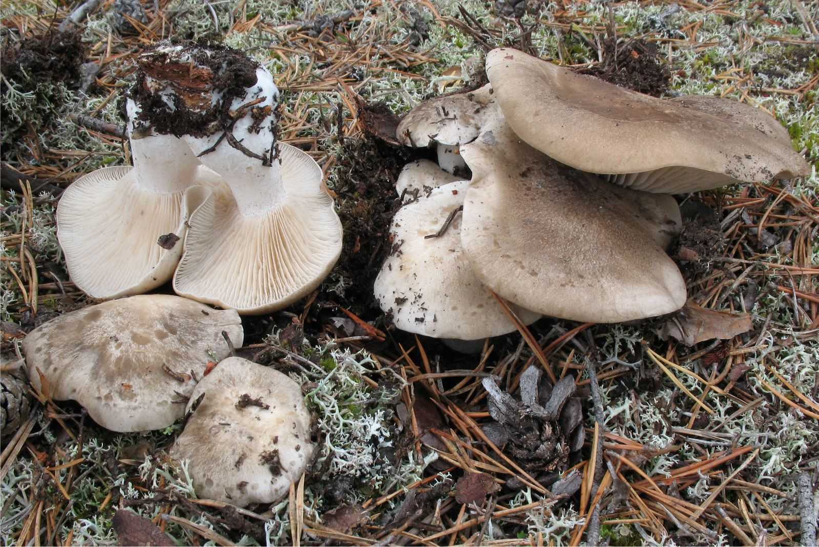 Лиофиллюм скученный (lyophyllum decastes) –  грибы сибири