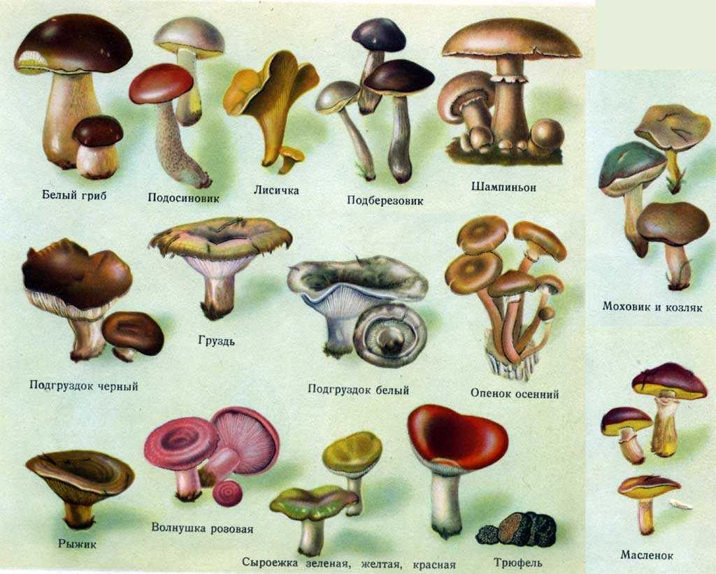 Отравление грибами: опасные заблуждения
