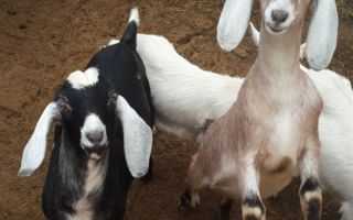 Англо-нубийские козы:описание породы,содержание,разведение,фото