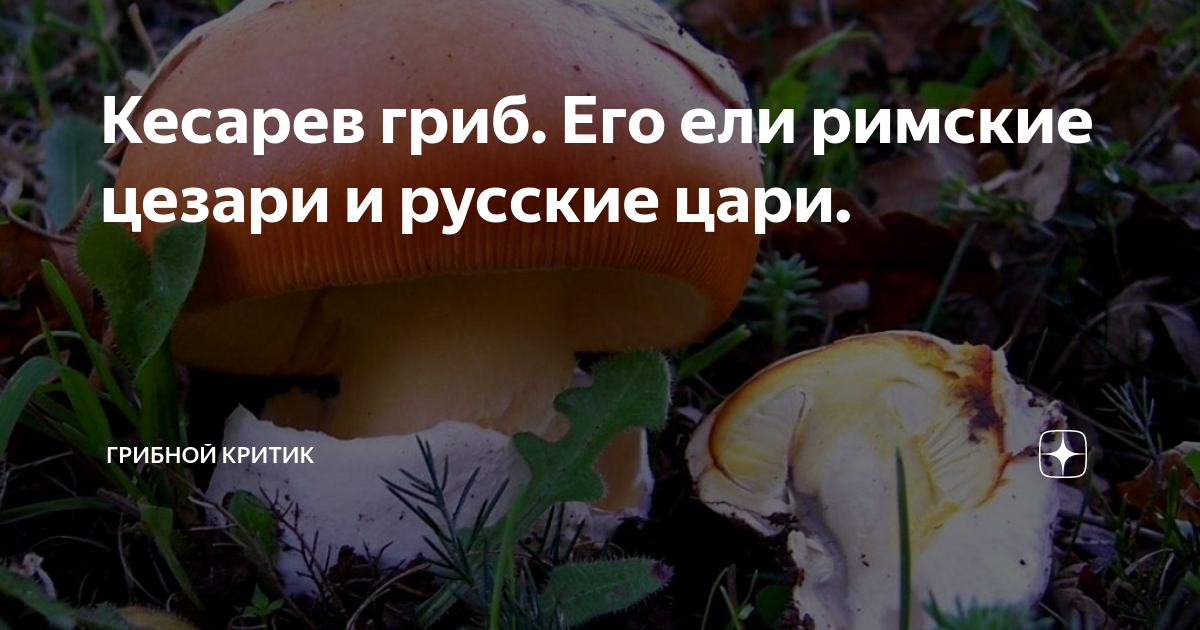 Лучший друг гурманов — царский гриб