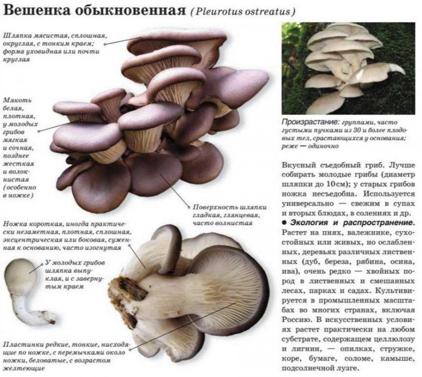 Вешенка рожковидная (pleurotus cornucopiae) — съедобные и условно съедобные грибы, описание, фото