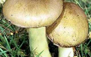 Энтолома яркоокрашенная (розовопластинник яркоокрашенный, entoloma euchroum): как выглядят грибы, где и как растут, съедобны или нет