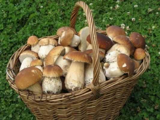 Сколько варить свежие, сушеные и замороженные белые грибы