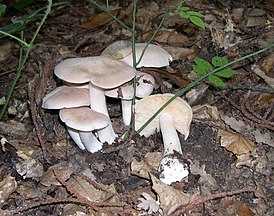 Энтолома продавленная: описание вида гриба и отличительные черты. Где встречается и можно ли употреблять данный вид в пищу.