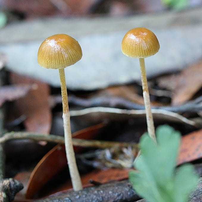 Гигроцибе пунцовая – красивый гриб с яркой окраской