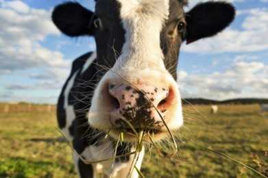 Родильный парез коров: признаки заболевания, его лечение и профилактика ао "витасоль"