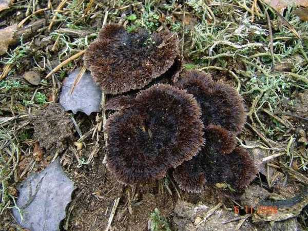 Телефора кисточковая (thelephora penicillata): как выглядят грибы, где и как растут, съедобны или нет