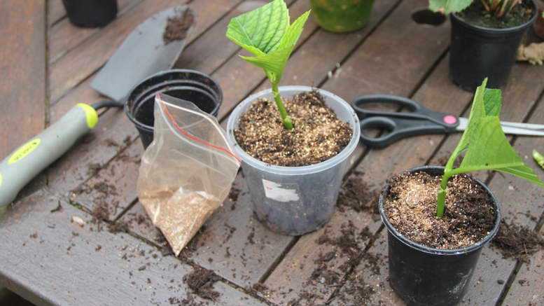 Вермикулит и перлит для растений – как применять, что лучше?
