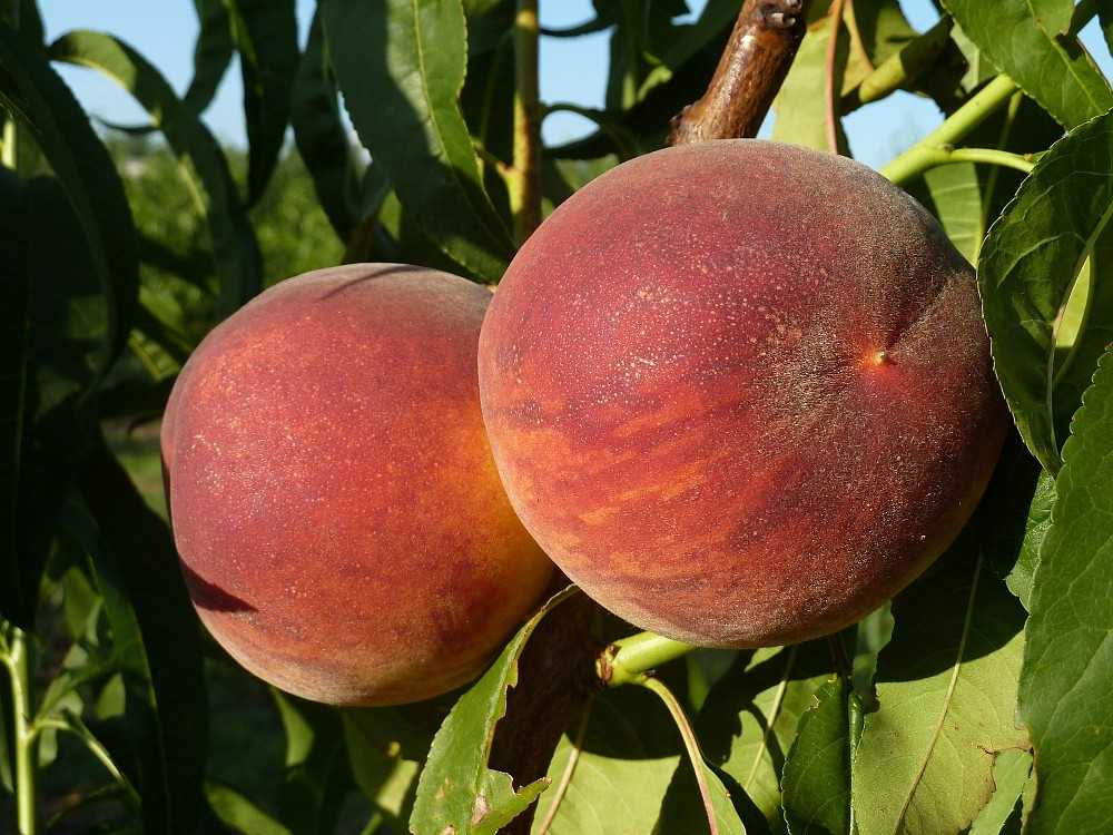 Сорта персиков: лучшие сорта и описание нюансов выращивания. 125 фото и видео советы экспертов