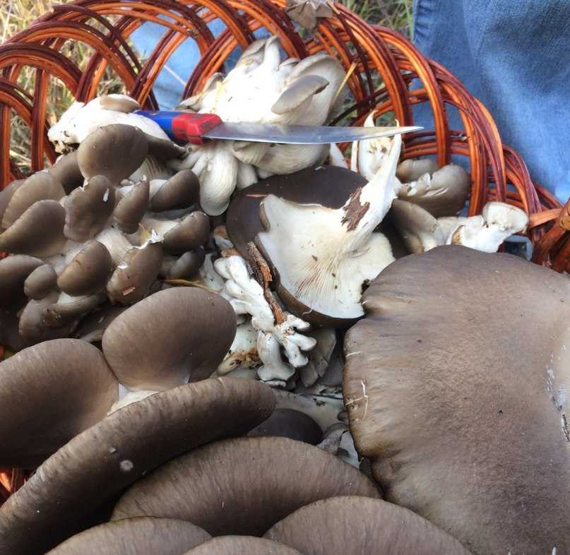 Где растут грибы грузди: в каких лесах их искать
