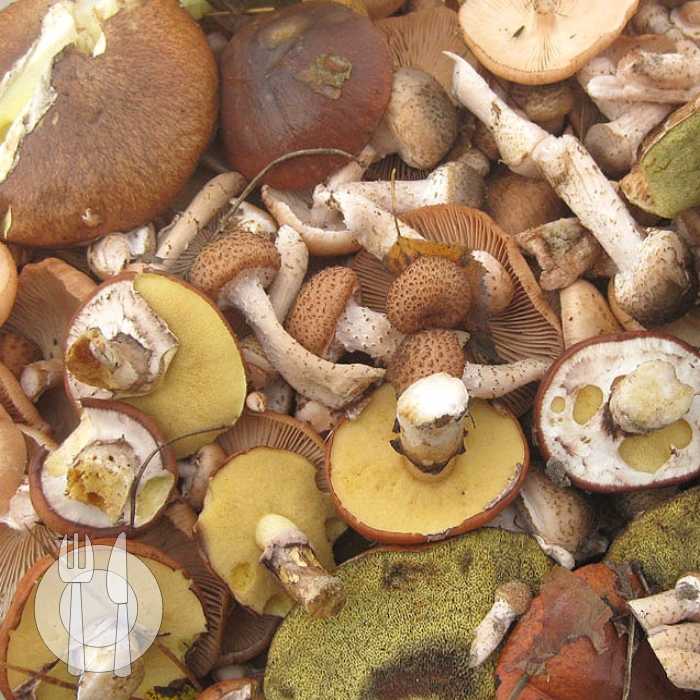 Калорийность грибов – свежих, сушеных, отварных
