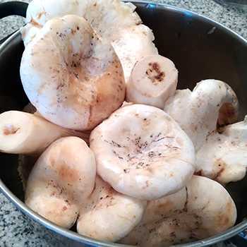 Сушеные грибы - полезны ли они , как замачить и сварить суп