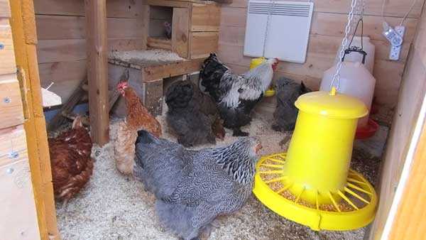 Кормушка для кур: 9 видов - бункерная из подручных материалов для цыплят, автоматическая своими руками для бройлеров, как сделать